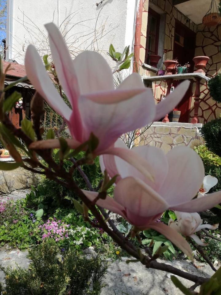 Veselata Guest House 道那班亚 外观 照片